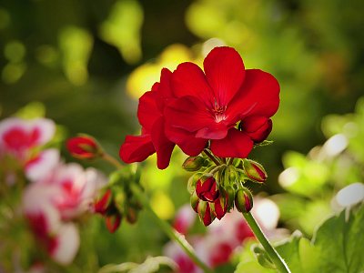 Jedna muškátová...