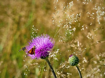Na bodláku to žije...