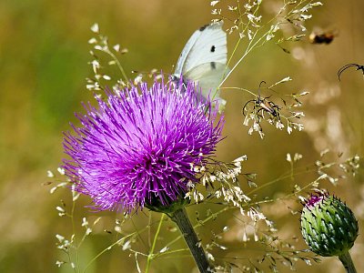 Na bodláku to žije II....*