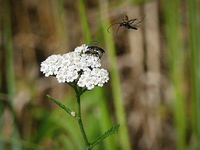 Bráškové ....už letím....