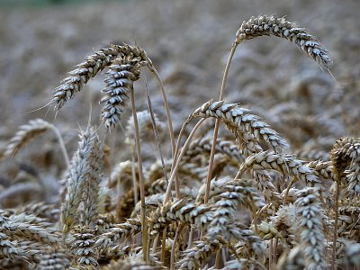 Čekání na sklizeň....