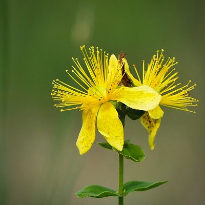 Třezalka tečkovaná