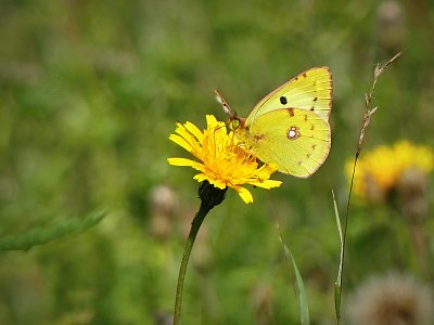 Žluťásek čičorečkový (asi)