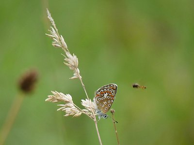 Paní Modrásková...letím na návštěvu....postavte na kafe....