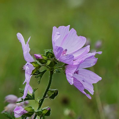 Malva moschata - sléz pižmový