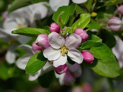 Jabloňový květ..