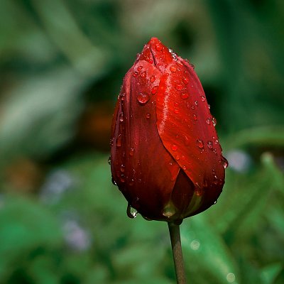 Temně rudý tulipán...
