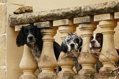 Co hledíš! My bygom šli taky raději ven.