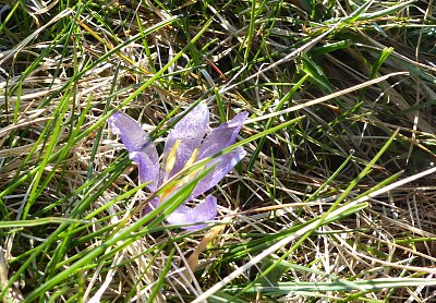 Křehká krása Šafránu bělokvětého....