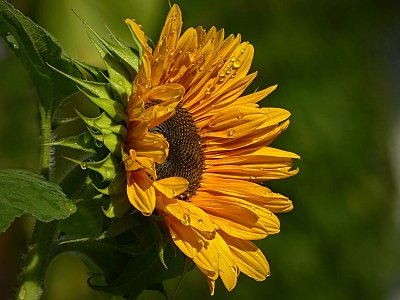 Moje slunečnice trochu zmokla...