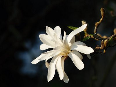 Bílá kráska...(Šácholan hvězdnatý ...Magnolia stellata)