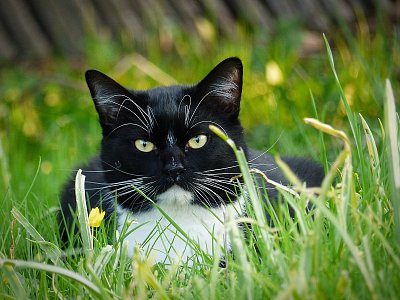 Velká kytička ...Karlík