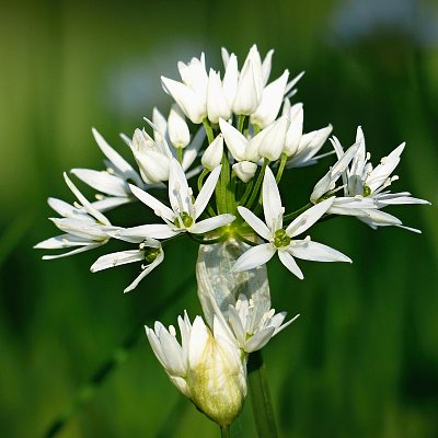 Když kvetl medvědí česnek....