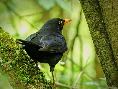 Kosák ze Srbska....*