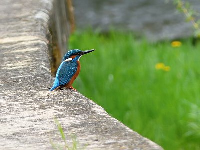 Můj první ledňáček*