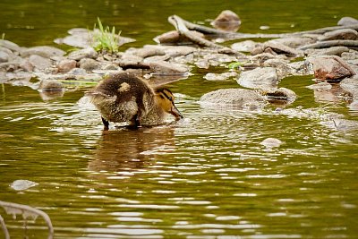 Hledám, hledám, třeba něco najdu.....