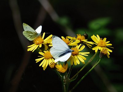 Bělásci na obědě....