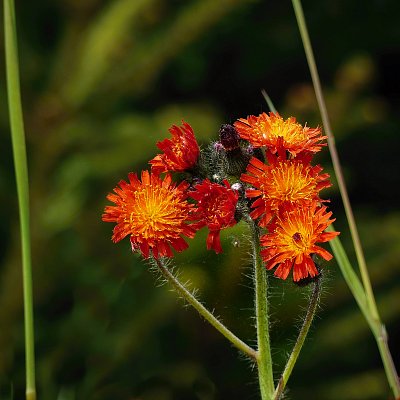 Jestřábník oranžový Hieracium aurantiacum