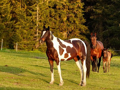 Rodinka....taky ze Šumavy