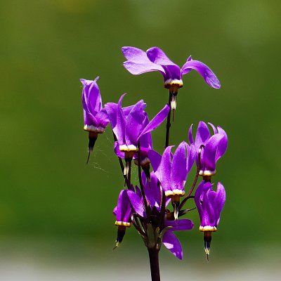 Šumavská orchidej....