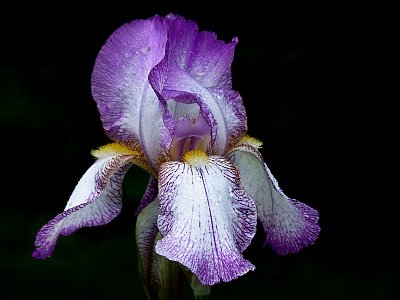 Kytička pro páteční den....kosatec od sousedů