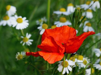 Maková panenka v heřmánku..