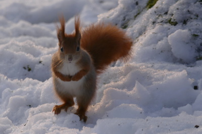 Já fakt nevím, kam jsem ten oříšek schovala.