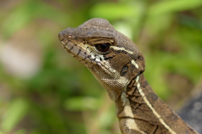 Domácí mazlíček.