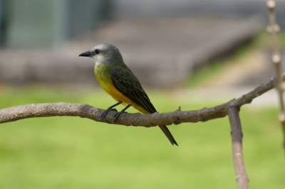 Krásný na pohled, ale s drsným jménem - Tyran.