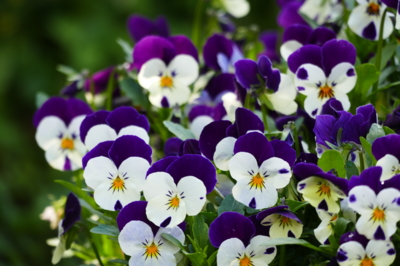 Macešky hřbitovní.