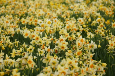 Není pole jako pole....narcis, kam se podíváš.