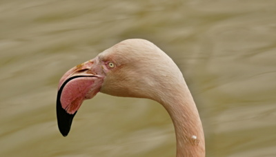 Podle nosa poznáš kosa.