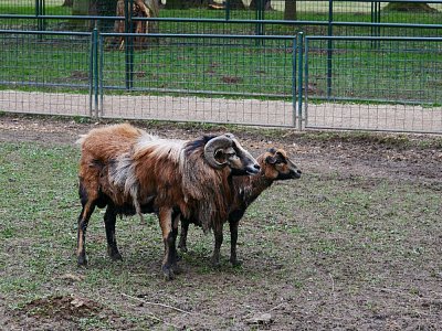 Beránek skoro velikonoční