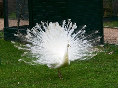 Paví fešák z Častolovic