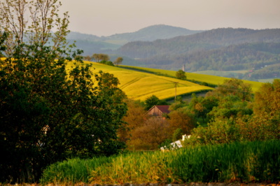 Už jsou zase žlutá...