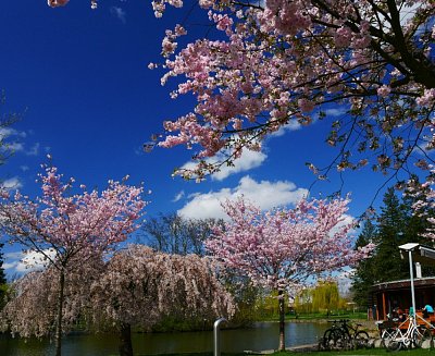 Růžová kam se podíváš