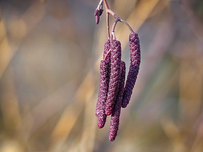 Červené jehnědy....