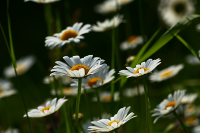 Kopretiny pro zámeckou paní.