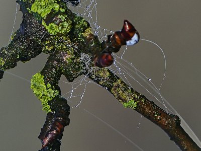 Detail z přírody...co Vám to připomíná?*