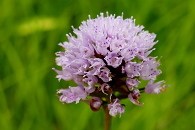 Kriticky ohrožená - Hlavinka horská.