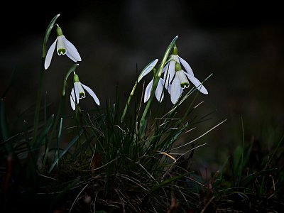 Sněženky z temného lesa...