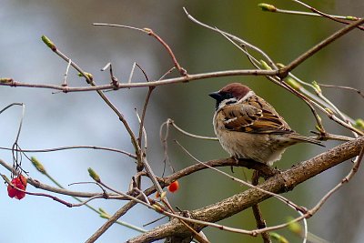 Načepýřený vrabčák....