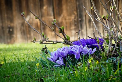 Krokusová zahrádka....