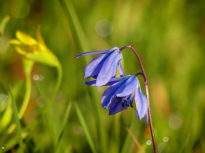 Dneska do modra...ladoňka