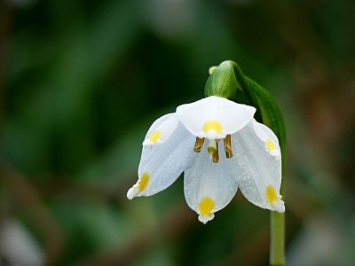 Našla jsem poslední bledulku....