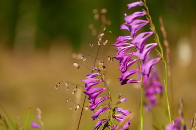 Silně ohrožený Mečík střechovitý