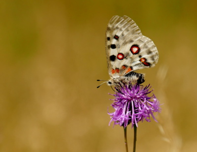 Jasoň červenooký - tak konečně se mi ho podařilo spatřit.