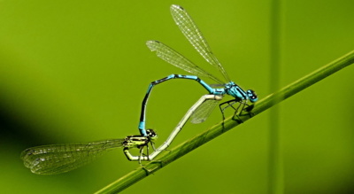 Šidélka v nejlepším :-)