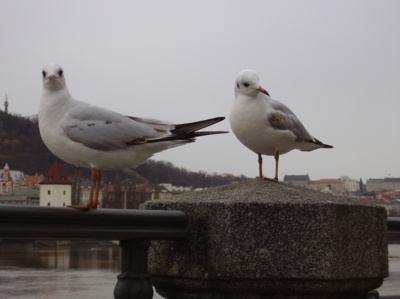 Krmení racků u Vltavy
