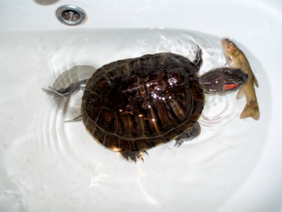 Vodní želvička krmení.